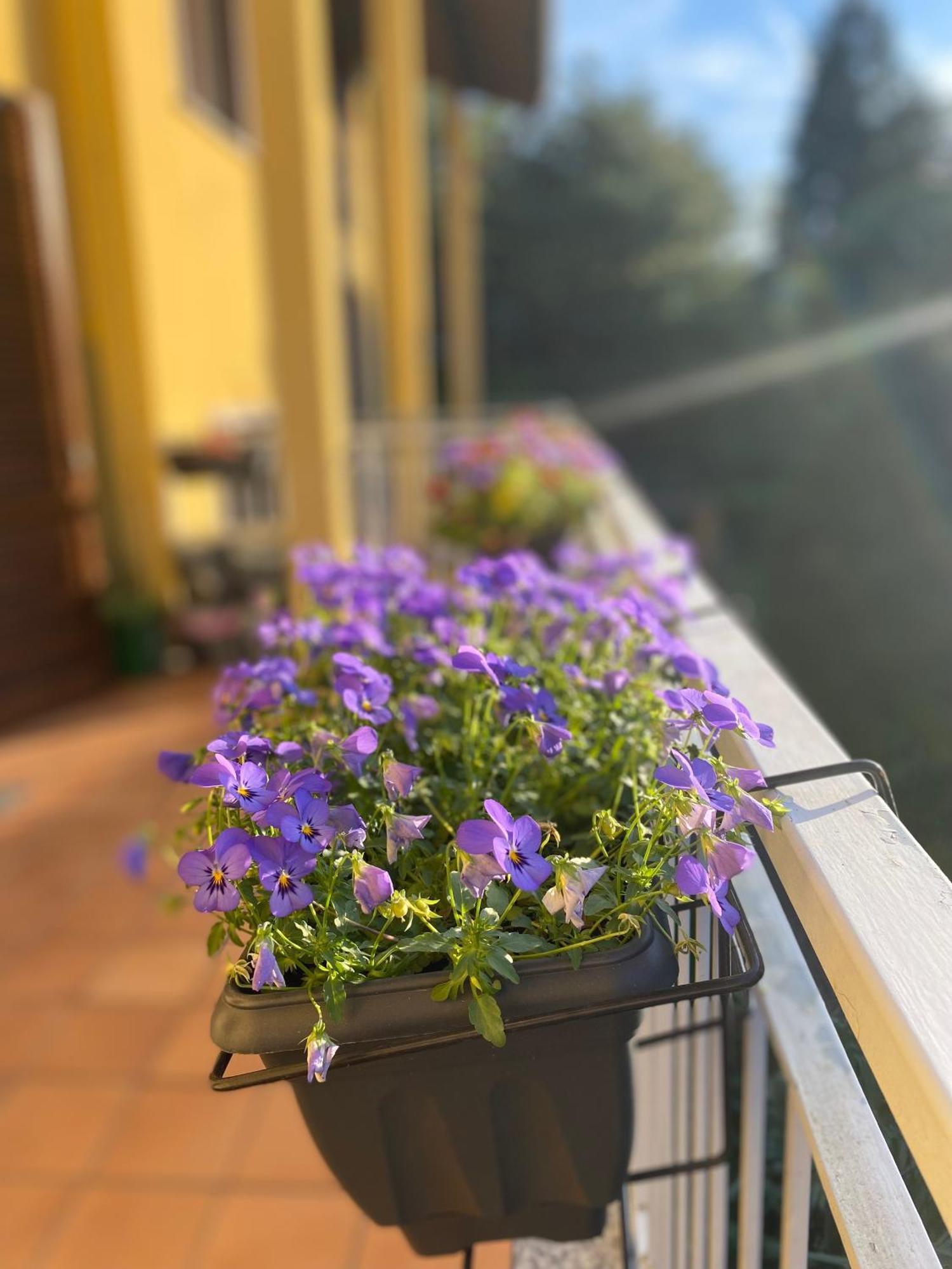 Appartamento Anna Lungo Fiume - Lago Maggiore 세스토 칼렌데 외부 사진